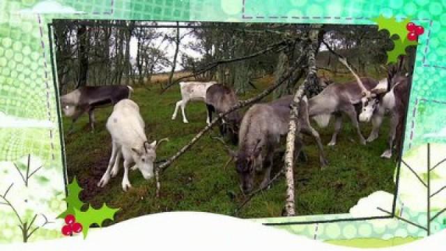 Arctic Animals