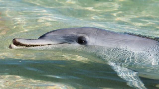 Die Delfine von Shark Bay