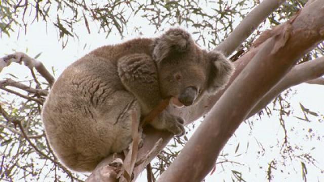 The Koalas of Kangaroo Island