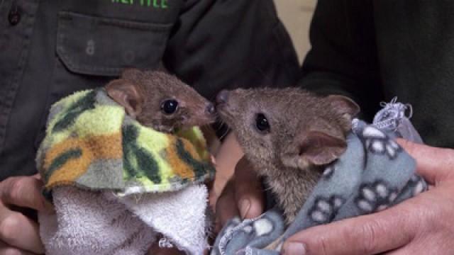 The Endangered Numbat