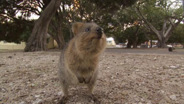 The Critters of Western Australia