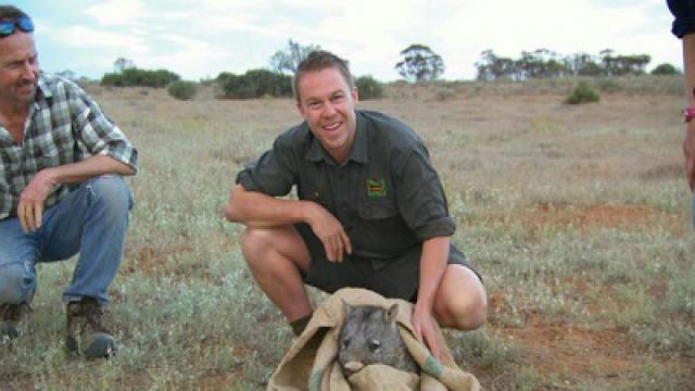 Wrangling Wild Wombats