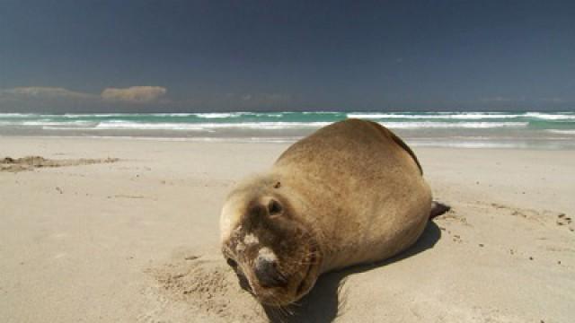 Return to Kangaroo Island