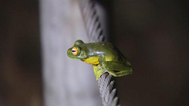 Frogs of the Gold Coast