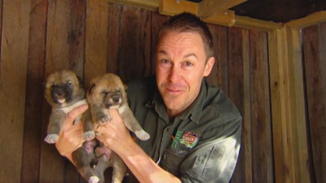 Pups and Joeys