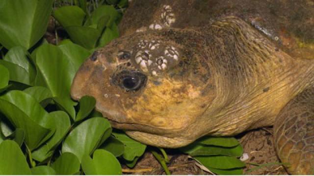 The Journey of the Loggerhead