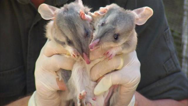 A Clean Bilby of Health