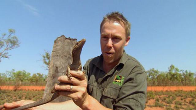 Western Australia Lizard Expedition