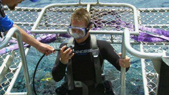 Swimming with Sharks