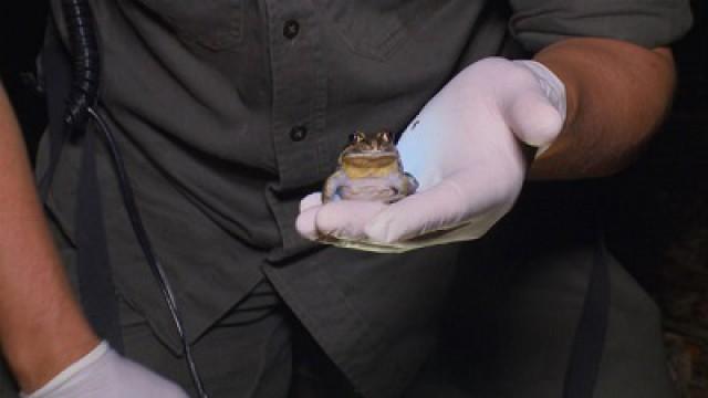 A Globe of Frogs