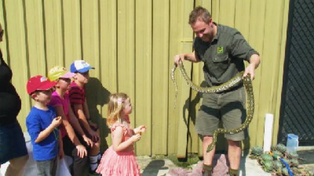 Diamond Pythons and Pygmy Lizards
