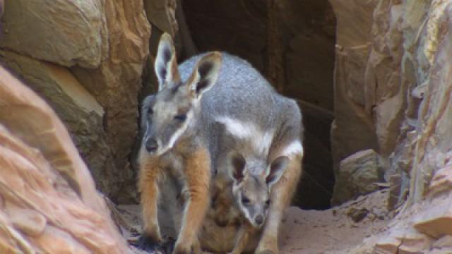 The Wonders of Wilpena Pound