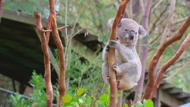 Myths from a Land Down Under