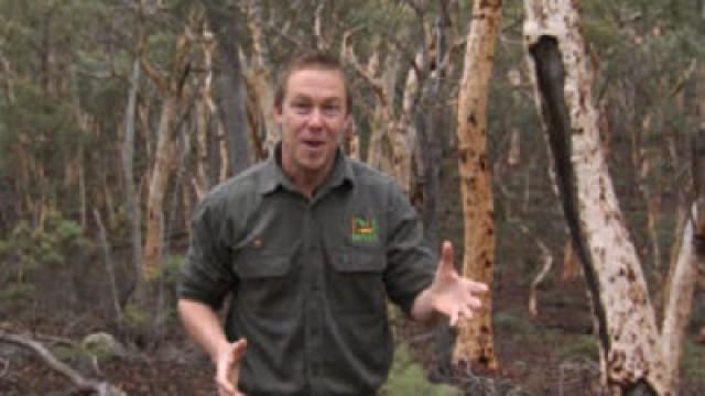 The Marsupials of Dryandra