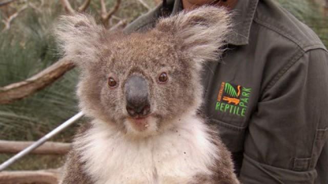 Capturing Clever Koalas