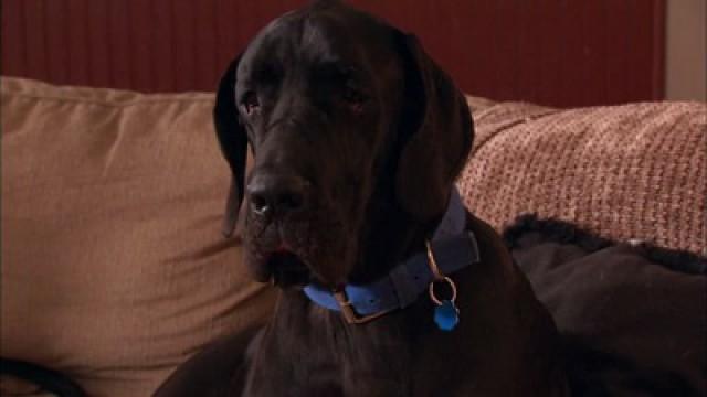 Great Dane Devotion