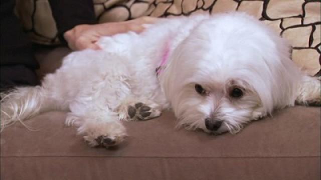 Three Pampered Pups
