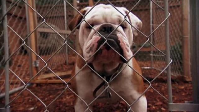 Bulldog Battle