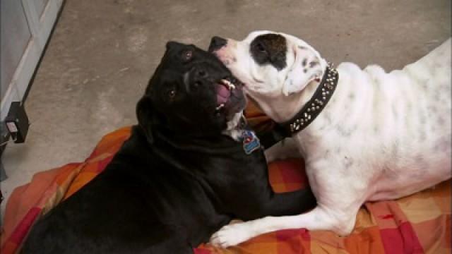 Bully Breeds