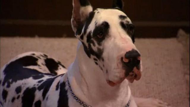 The Not So Great Dane