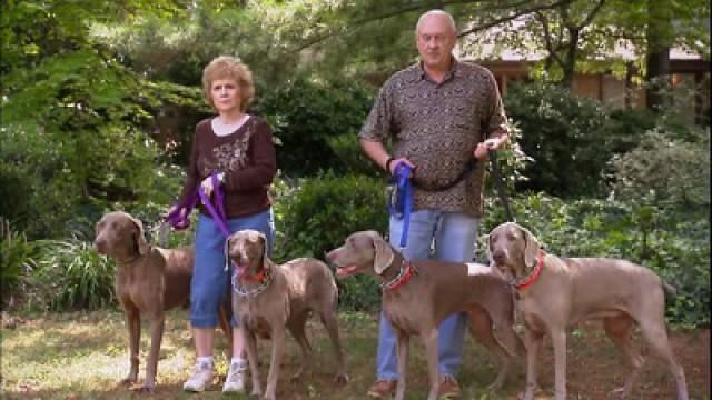 The Wild and Wacky Weimaraners