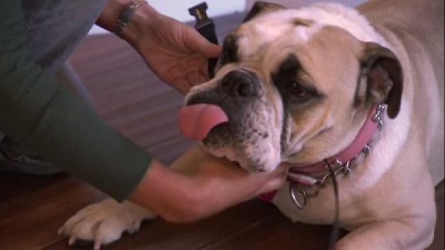Bullheaded Bulldog