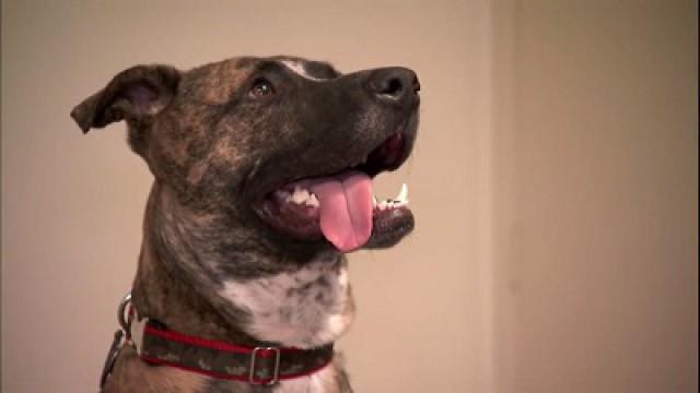Pit Bull Predicament