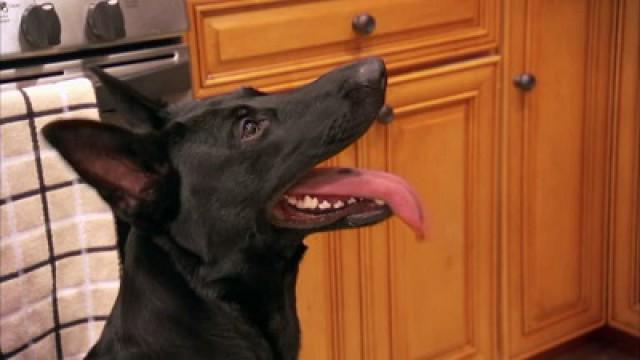 'Til Dogs Do Us Part