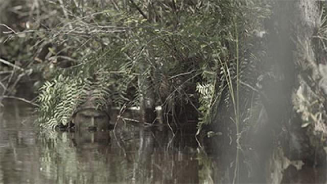 The Power of Patience - Alligator