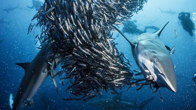 Ocean Hunters