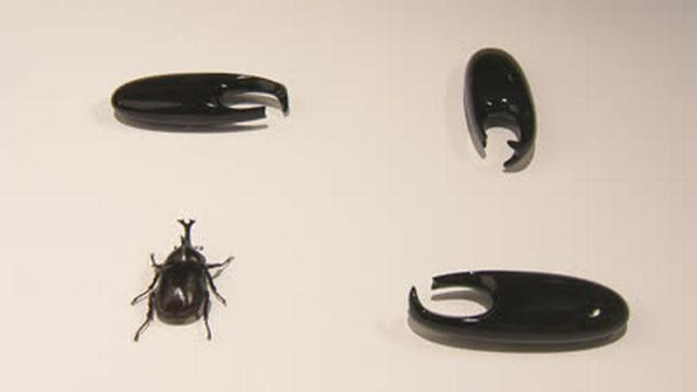 Insects