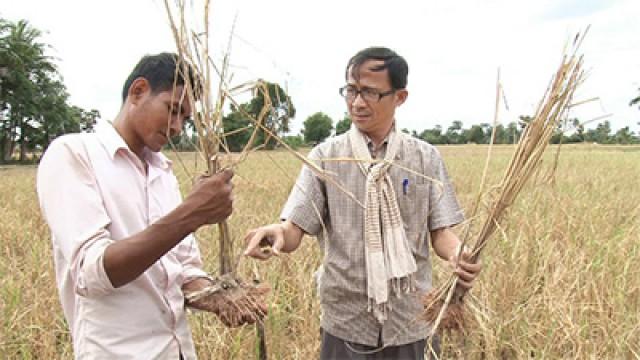 A Return to Rural Prosperity in Cambodia