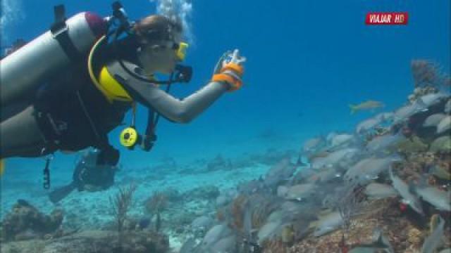 The Coolest Places to See Wildlife: Tanzania, the Great Barrier Reef, and the Amazon Rainforest