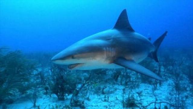 Shark Fever