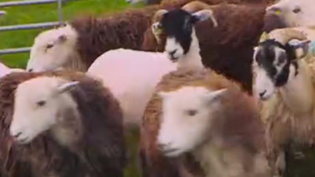 Sheep and Making Honey