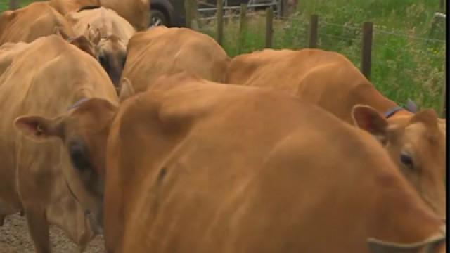 Cows and Picking Strawberries