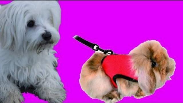 Albi Gets A Pet!