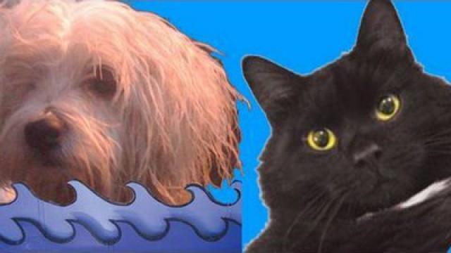 Talking Cats and Swimming Dogs