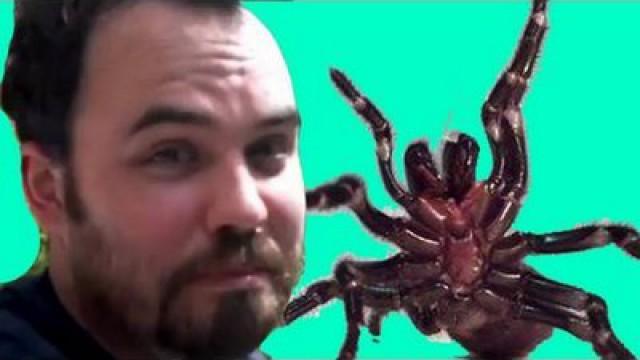 The Spider Room