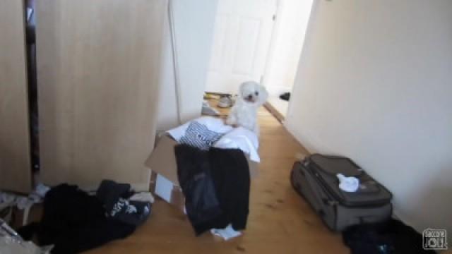 ATTACK BY A PACK OF DOGS
