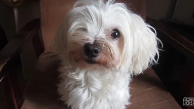 MALTESE HOME GROOMING