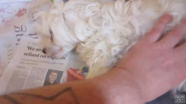 BABY PUPPY KICKS!