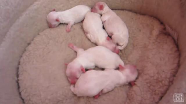 CUTENESS OVERLOAD!