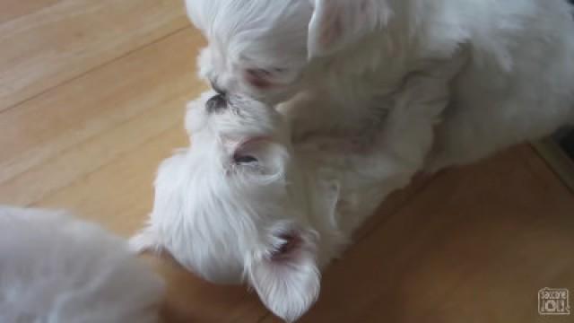 DEMANDING PREGNANT WIFE!
