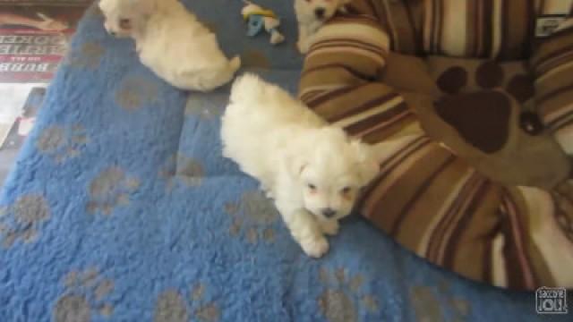 CRAZY DOG FIGHT!