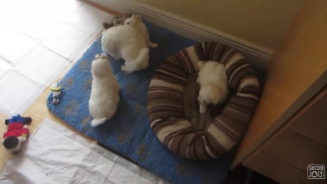PUPPY CLIMBS STAIRS!