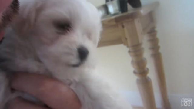 GIVING THE PUPPIES AWAY!