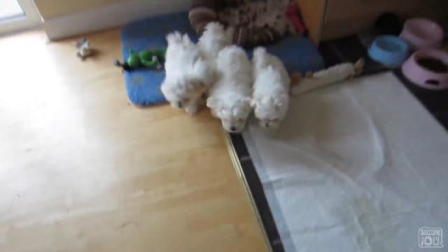 PUPPY ATTACK!