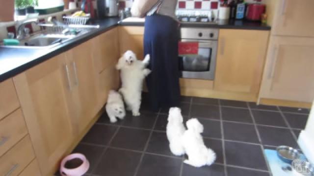 PUPPIES FIRST WALK!