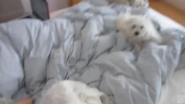 PUPPIES GONE WILD!